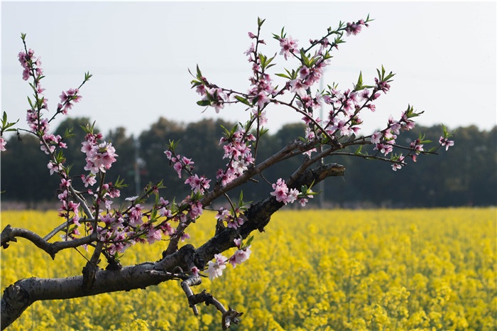 组图｜迷路只为看花开