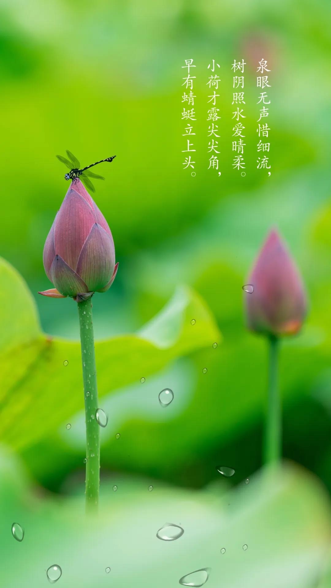 小镇初夏，映日荷花别样红